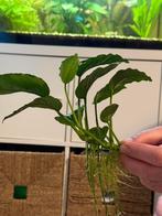 Anubias, Animaux & Accessoires, Enlèvement, Neuf