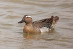 Zomertaling, Meerdere dieren, Eend