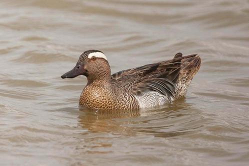 Zomertaling, Dieren en Toebehoren, Pluimvee, Eend, Meerdere dieren