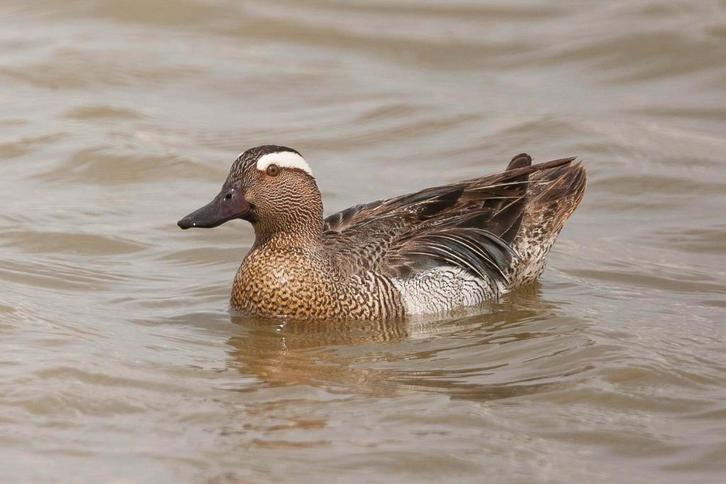 Zomertaling, Dieren en Toebehoren, Pluimvee, Eend, Meerdere dieren