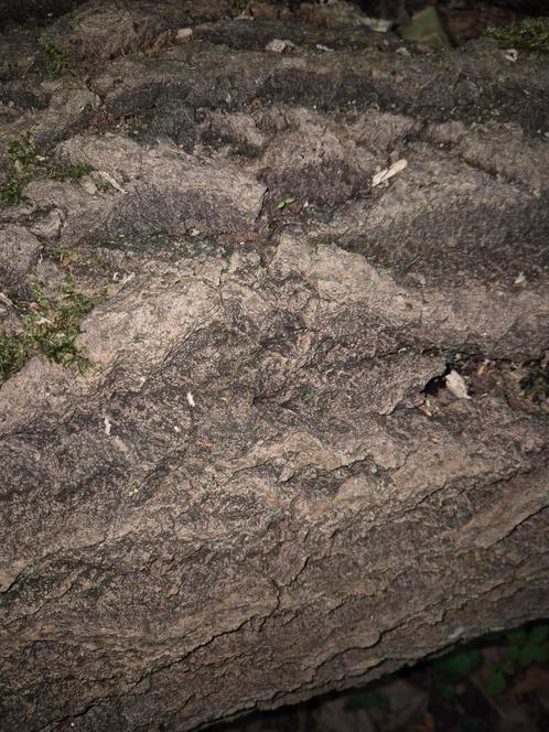 Gezaagd en gekloven brandhout, Tuin en Terras, Brandhout, Ophalen of Verzenden
