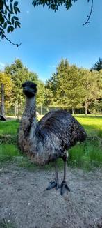 Emoe hanen, Dieren en Toebehoren, Mannelijk, Overige soorten