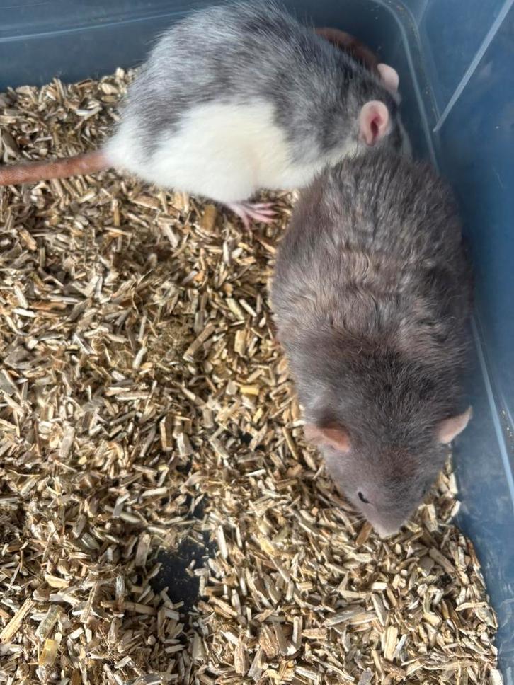 5 ratten vrouwen vandaag ophalen voor €10 euro. ZSM ophalen, Dieren en Toebehoren, Knaagdieren, Vrouwelijk, Rat, April