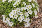 Arenaria montana, Tuin en Terras, Planten | Tuinplanten, Ophalen