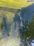 Diamant steur 70cm, Dieren en Toebehoren, Steur