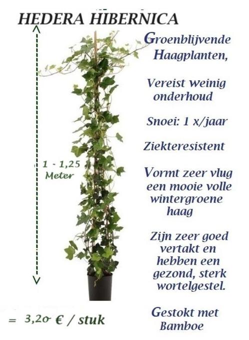 HEDERA "KLIMOP" HAAGPLANTEN, Maat 100 - 120 cm = 3,2o€/stuk, Tuin en Terras, Planten | Struiken en Hagen, Haag, Overige soorten