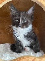 Schattig Maine coon Kitten Niki, Dieren en Toebehoren, Katten en Kittens | Raskatten | Langhaar, Gechipt, 0 tot 2 jaar, Poes