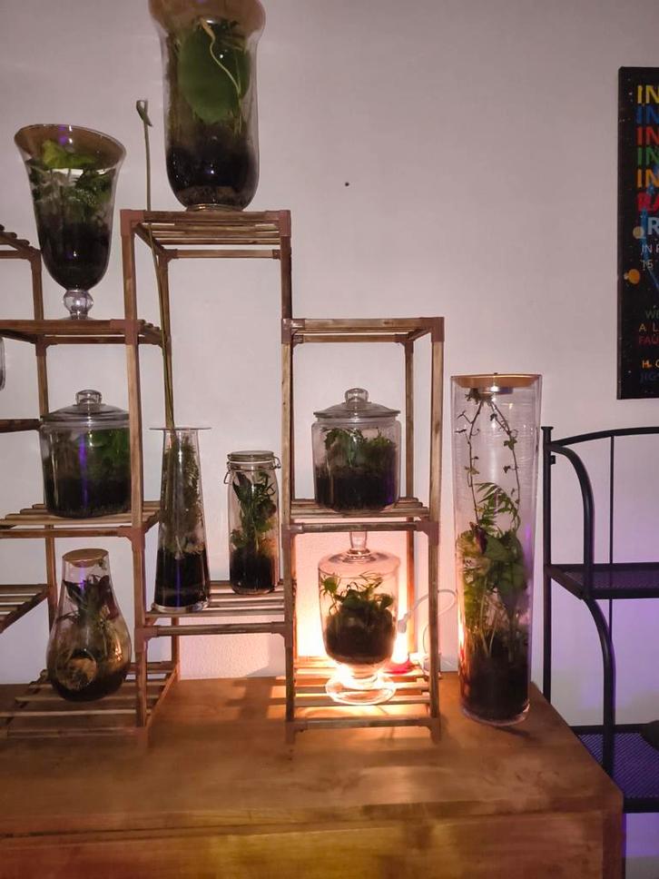 plantenbiotopen in alle vormen en maten, Huis en Inrichting, Kamerplanten, Ophalen