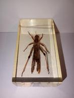 insect in epoxy hars 18, Verzamelen, Dierenverzamelingen, Ophalen of Verzenden, Zo goed als nieuw, Insect, Opgezet dier