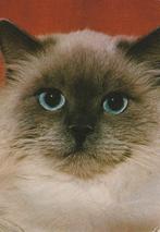 MOOIE  SIAMESE  KAT, Verzenden, Ongelopen, Hond of Kat