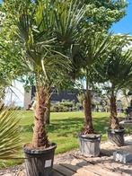 Winterharde palmbomen Trachycarpus Fortunei, Ophalen, Halfschaduw, Palmboom