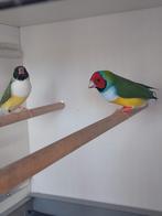 Koppel  van 25 natuurbroed
