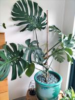 zeer grote monstera deliciosa, Ophalen