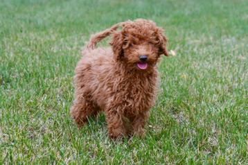 Dwergpoedel pups te koop beschikbaar voor biedingen
