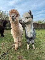 Halstermakke alpaca hengstjes in allerlei kleuren te koop, Mannelijk