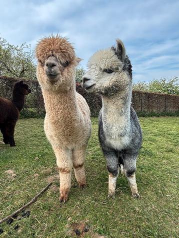 Halstermakke alpaca hengstjes in allerlei kleuren te koop beschikbaar voor biedingen