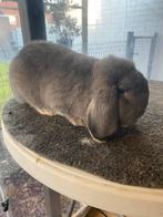 Duitse hangoor konijn, Dieren en Toebehoren, Konijnen, Hangoor