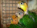 2 jonge Roestkop/Witbuik-caique`s - papegaaien..., Dieren en Toebehoren, Vogels | Parkieten en Papegaaien, Mannelijk, Papegaai