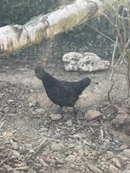 Padua hen 10weken oud, Dieren en Toebehoren, Pluimvee, Vrouwelijk, Kip