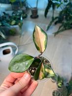 Hoya Krimson Princess, Huis en Inrichting, Ophalen of Verzenden