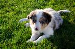 Border collie puppies geboren op boerderij, Dieren en Toebehoren, Honden | Herdershonden en Veedrijvers, België, Particulier, CDV (hondenziekte)