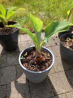 Musella Lasiocarpa Chinese lotusbanaan, Minder dan 100 cm, Overige soorten, Volle zon, Ophalen of Verzenden