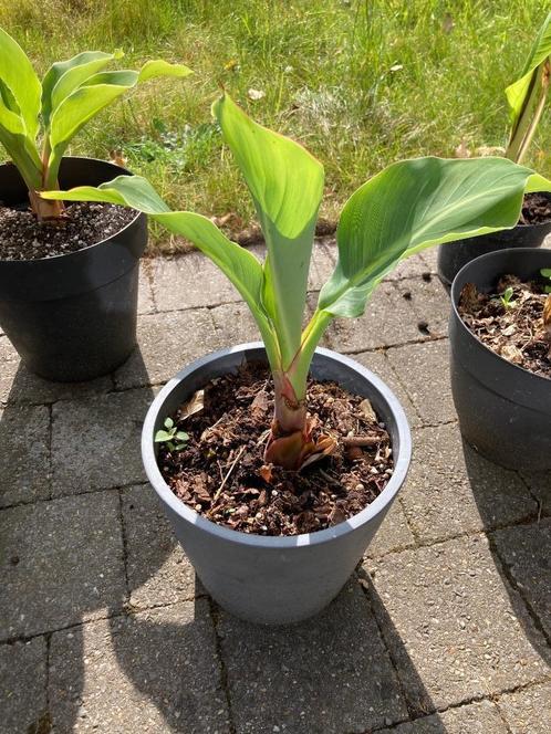 Musella Lasiocarpa Chinese lotusbanaan, Tuin en Terras, Planten | Fruitbomen, Overige soorten, Minder dan 100 cm, Volle zon, Zomer