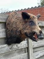 Wild everzwijn kop taxidermie prachtig opgezet, Antiek en Kunst, Ophalen