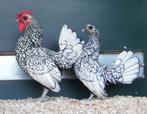 sebright kippen, Dieren en Toebehoren