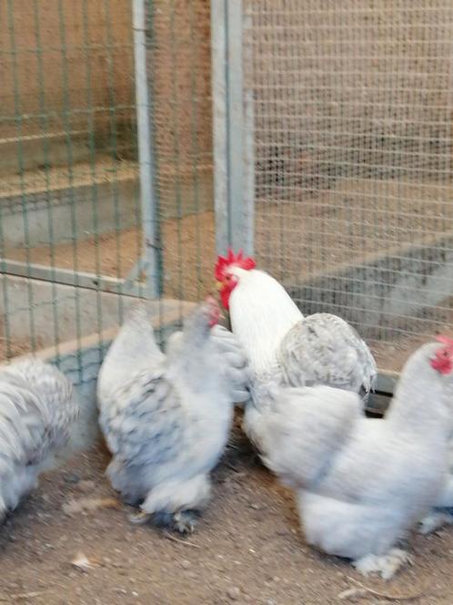 Eendagskuikens hennetjes cochin kriel., Dieren en Toebehoren, Pluimvee