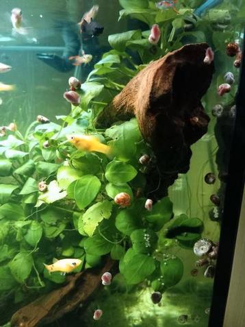 Lot de 50 escargots planorbes pour 2 euros
Taille maximum 0 beschikbaar voor biedingen