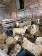 Rammen offerfeest, Dieren en Toebehoren, Schapen, Geiten en Varkens