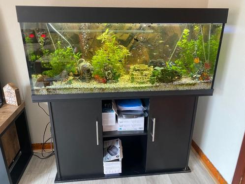 Aquarium, Animaux & Accessoires, Poissons | Aquariums & Accessoires, Utilisé, Aquarium d'eau douce rempli, Enlèvement