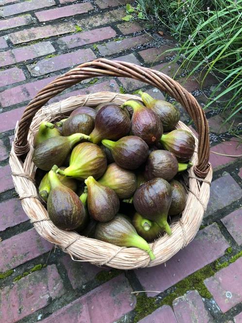 Vijgenboompje - Bornholms Diamant, Tuin en Terras, Planten | Fruitbomen, Vijgenboom, 250 tot 400 cm, Volle zon, Bloeit niet, In pot
