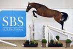 Ruin 4j Casall x Larimar, Springpaard, B, Gechipt, Ruin