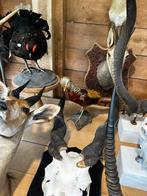 Jachttrofee taxidermie, Ophalen of Verzenden