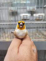 Chardonneret, Dieren en Toebehoren