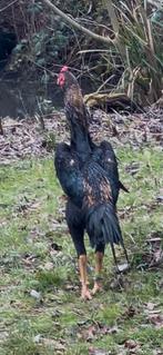 Jonge Shamo-hanen en -hennen van topkwaliteit., Dieren en Toebehoren, Pluimvee, Mannelijk, Kip