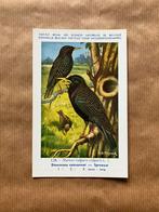 Vogels van België Nr. 128 Spreeuw, Ophalen of Verzenden, Ongelopen, Vogel
