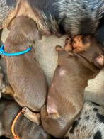 Choco tan dwergteckels, Dieren en Toebehoren, Honden | Teckels en Dashonden, België, CDV (hondenziekte), 8 tot 15 weken, Korthaar