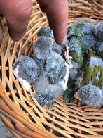 Kakariki's voor handopfok, Dieren en Toebehoren, Vogels | Parkieten en Papegaaien