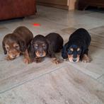 Langharige dwergteckel pups, Dieren en Toebehoren, Honden | Teckels en Dashonden, België, CDV (hondenziekte), 8 tot 15 weken, Dwerg