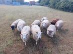 Schapen voor offerfeest, Dieren en Toebehoren, Schapen, Geiten en Varkens, Meerdere dieren, Schaap, 0 tot 2 jaar