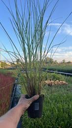 Miscanthus sinensis 'Gracillimus', Siergras