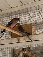Bourke parkieten, Dieren en Toebehoren, Vogels | Parkieten en Papegaaien, Meerdere dieren, Parkiet, Geringd