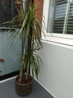 Kamerplant in pot, Huis en Inrichting, Kamerplanten, Ophalen, In pot