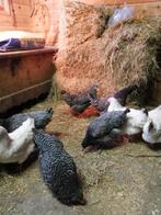 koekoekskleurige legkippen, Dieren en Toebehoren