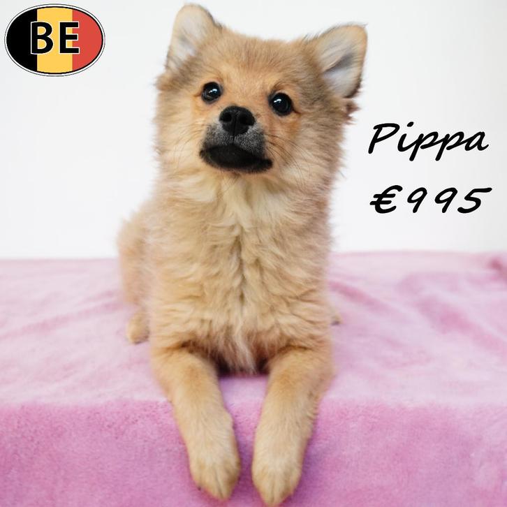 Pippa, Keesje - Belgische pup te koop, Dieren en Toebehoren, Honden | Poolhonden, Keeshonden en Oertypen, Teef, Overige rassen