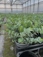 Eucalyptus, Ophalen, Vaste plant