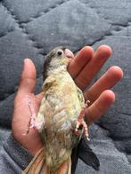 Handtamme pyrrhura babys, Dieren en Toebehoren, Tam